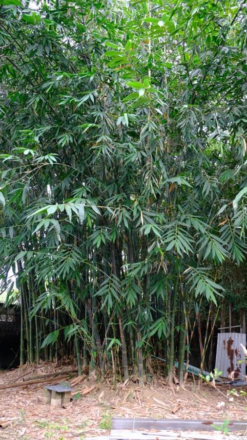 Vườn Nhà Ngoại Garden Ở trọ