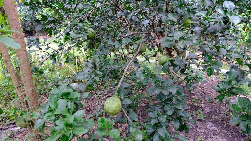 Vườn Nhà Ngoại Garden * TP. Hồ Chí Minh
