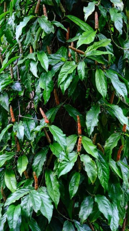 Vườn Nhà Ngoại Garden Ở trọ *