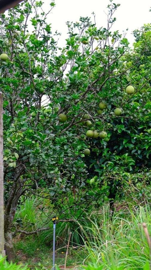Vườn Nhà Ngoại Garden Ở trọ TP. Hồ Chí Minh